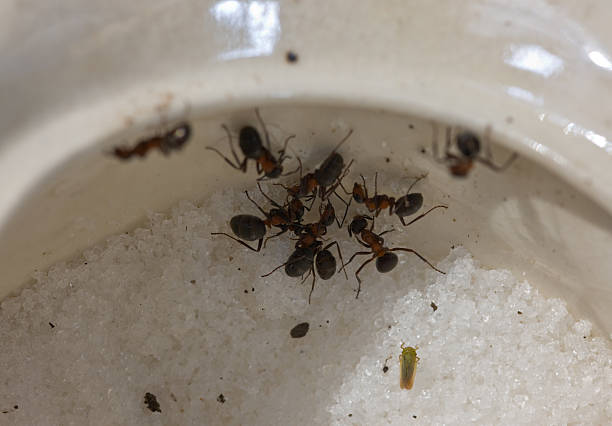 ant