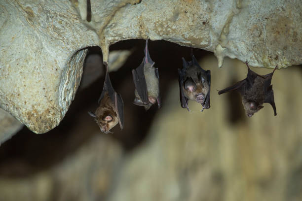 bat