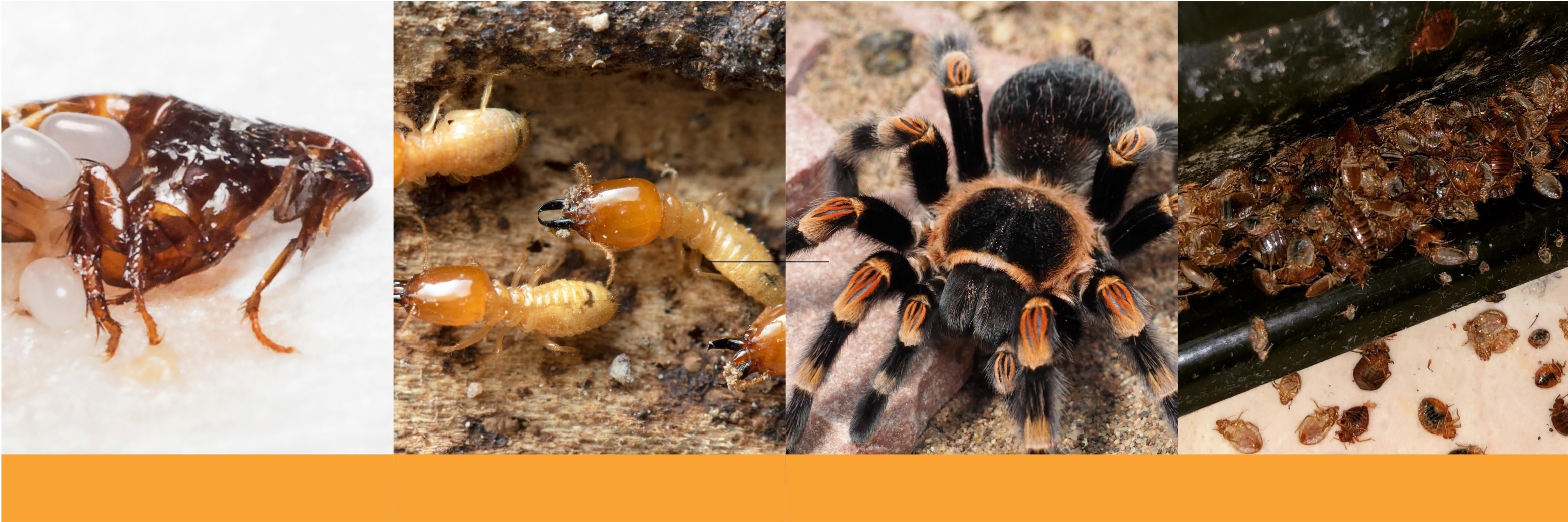 Crawling Pests