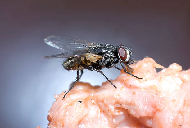housefly