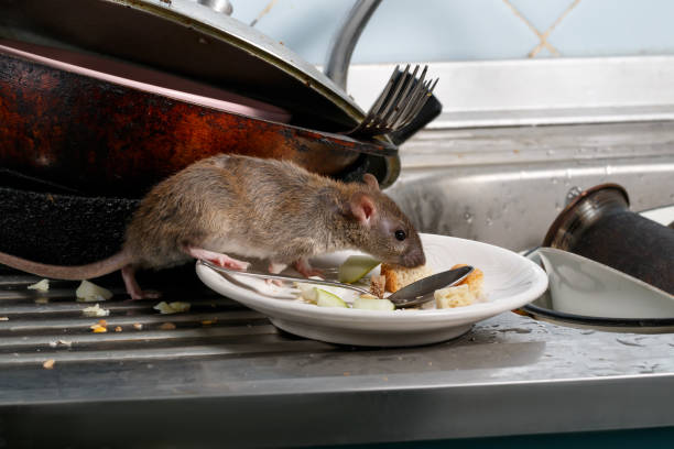 rodent