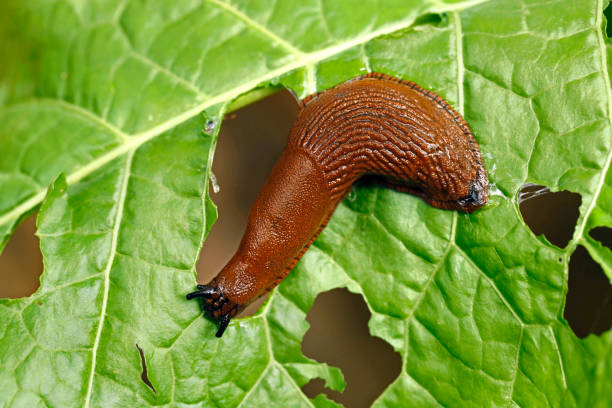snail
