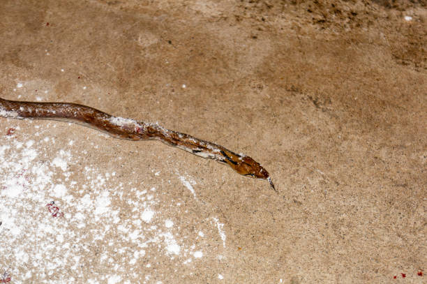 snake
