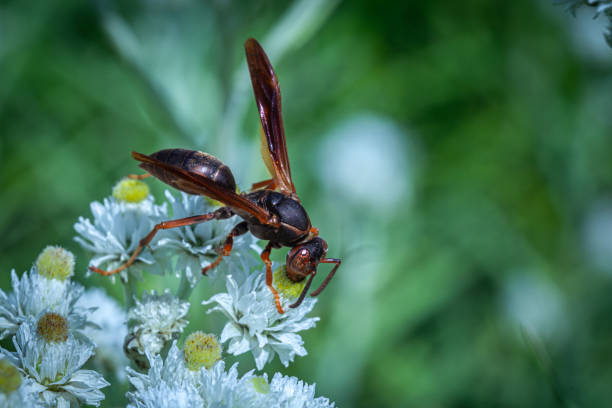 wasp
